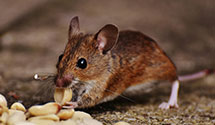 24 Hour & Emergency Exterminators in Fresno Cnty Social Svc Dept, CA